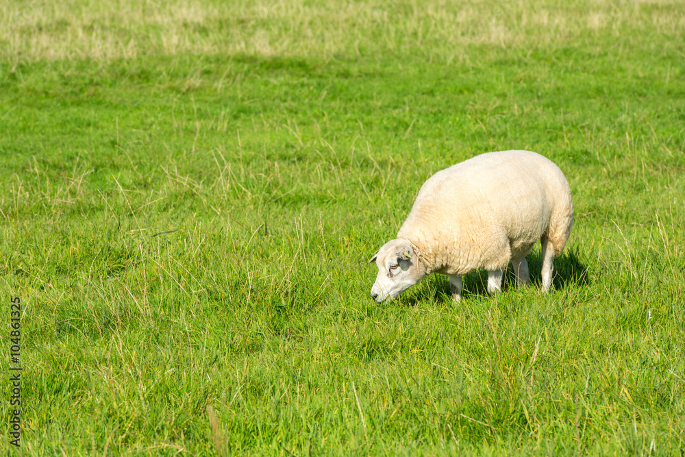 sheep eats green grass at farm sheep eats green grass at farm