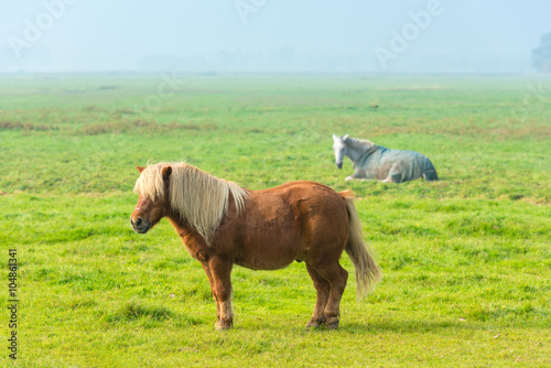 chestnut stallion grazing on green grass