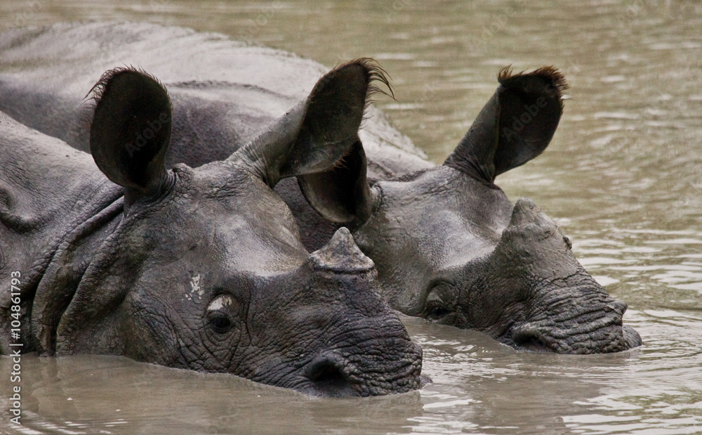 Fototapeta premium Two Wild Great one-horned rhinoceroses lying in a puddle. India. 