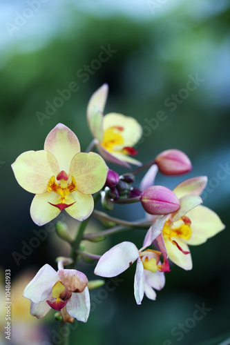 Fototapeta Naklejka Na Ścianę i Meble -  ground orchid flower