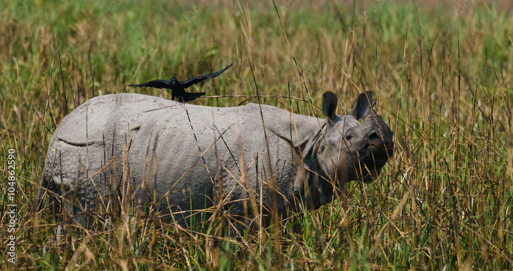 Wild Great one-horned rhinoceroses in the grass. India. Wild Great one-horned rhinoceroses in the grass. India.