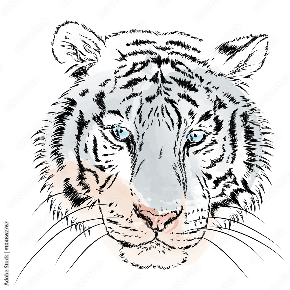 Vector tiger. Watercolor.