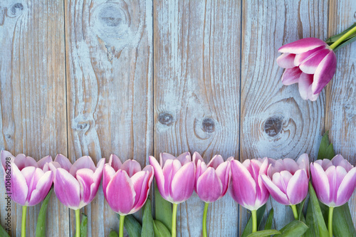 Fototapeta Naklejka Na Ścianę i Meble -  Rustic old grey wooden background with pink tulips and eucalyptus twigs in a line border wth empty copy space, a summer spring decoration mock up layout