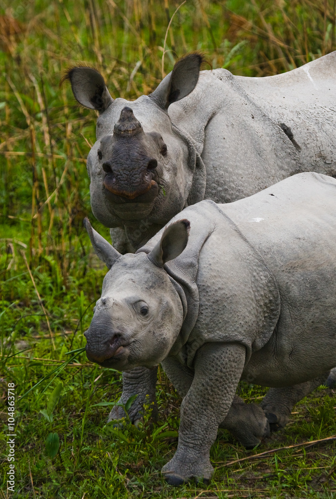 Fototapeta premium The female Great one-horned rhinoceroses and her calf. India. 