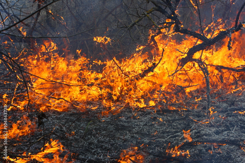Burning forest - the natural disaster caused by an anthropogenous factor Burning forest - the natural disaster caused by an anthropogenous factor