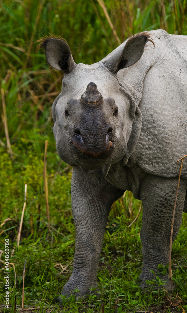 Portrait of a Wild Great one-horned rhinoceros. India. Portrait of a Wild Great one-horned rhinoceros. India.