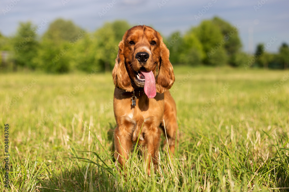 Beautiful red spaniel on the green grass in summer