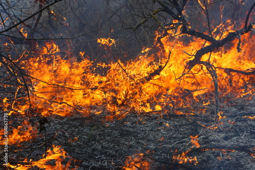 Burning forest - the natural disaster caused by an anthropogenous factor