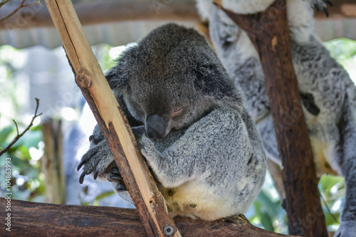 Fototapeta Naklejka Na Ścianę i Meble -  Koala in Brisbane, Australia