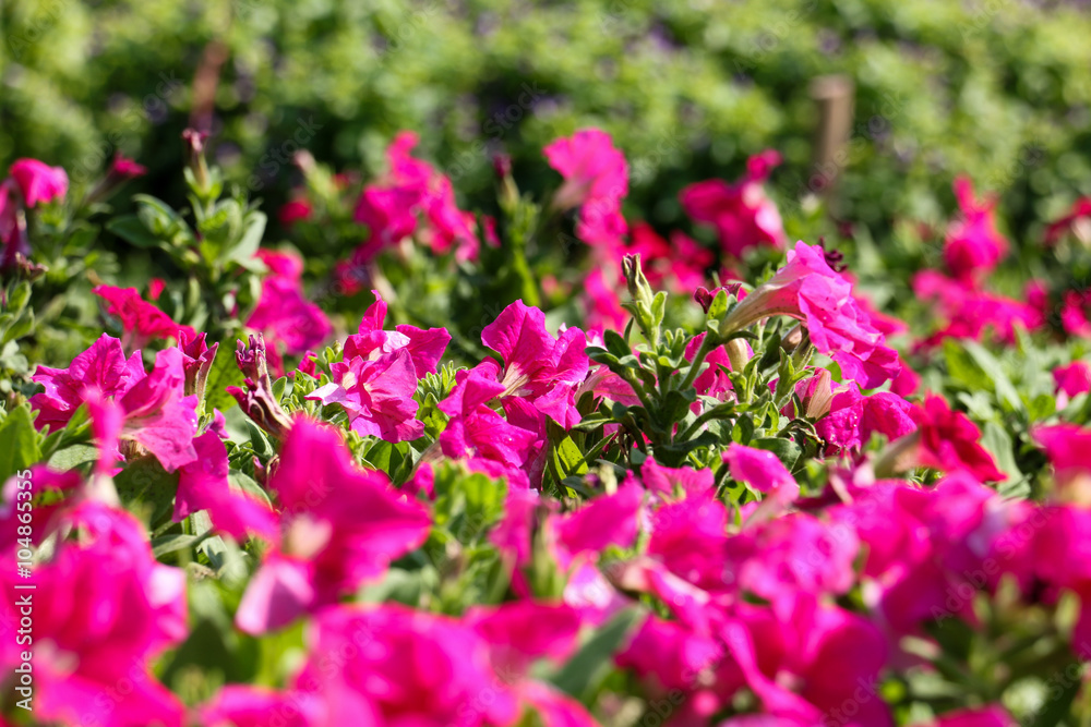 pink flower park