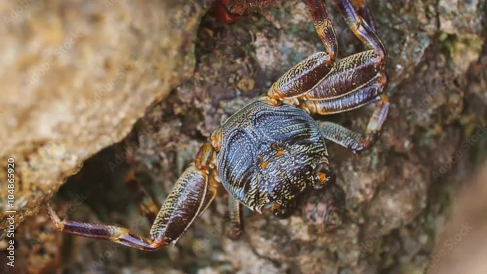 Close-up of crab, which sits on a stone. In the frame of a beautiful glare from water Close-up of crab, which sits on a stone. In the frame of a beautiful glare from water