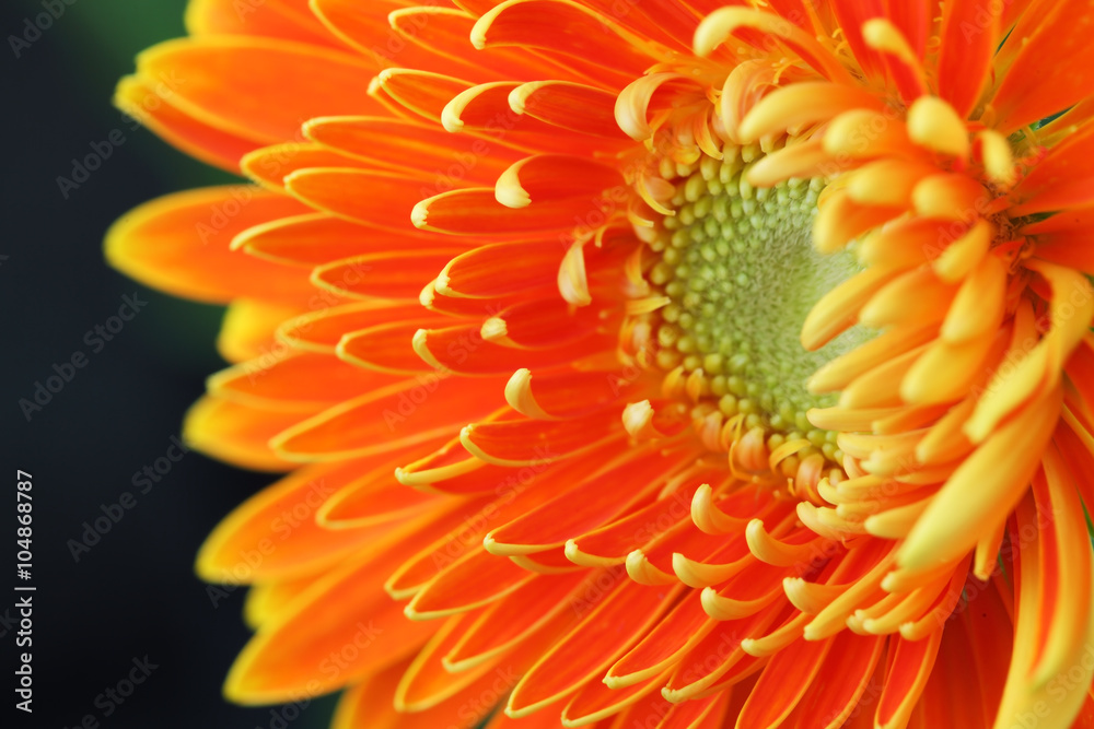 close up of gerbera flower close up of gerbera flower