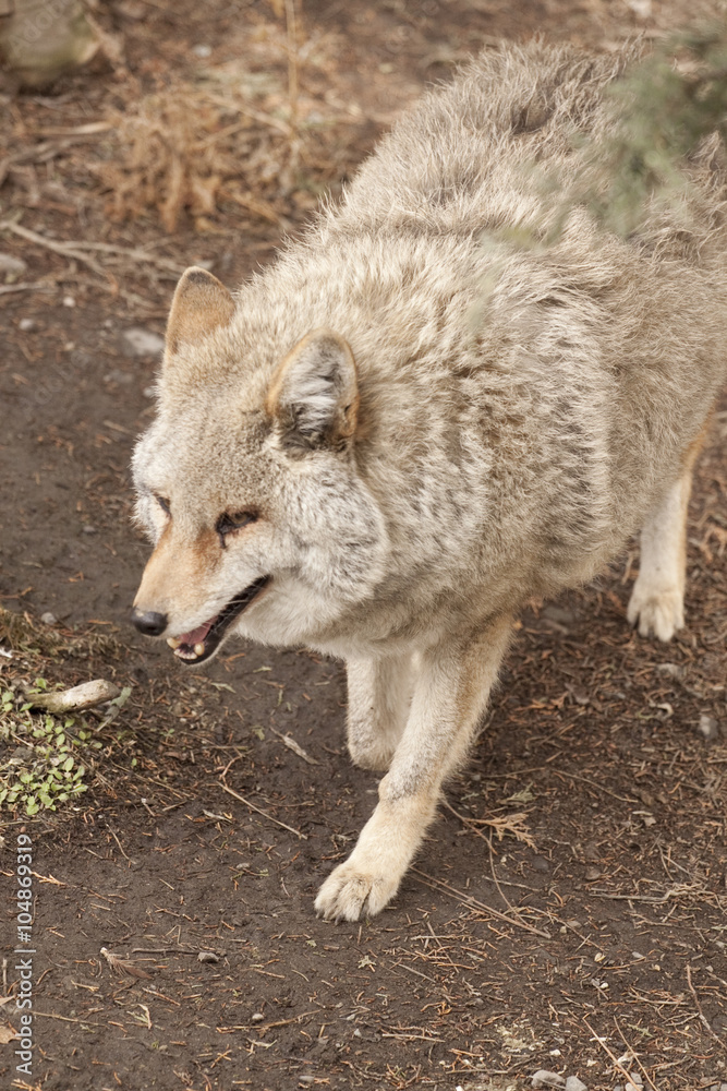 Fototapeta premium coyote in the wild