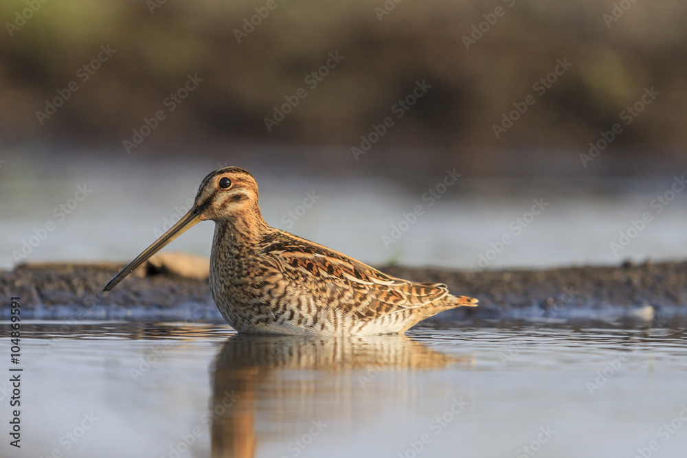 Snipe standing in water/Snipe is in the water, reflection, trophy hunting Snipe standing in water/Snipe is in the water, reflection, trophy hunting