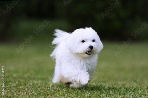 Running Dog / A white maltese dog running on green grass background