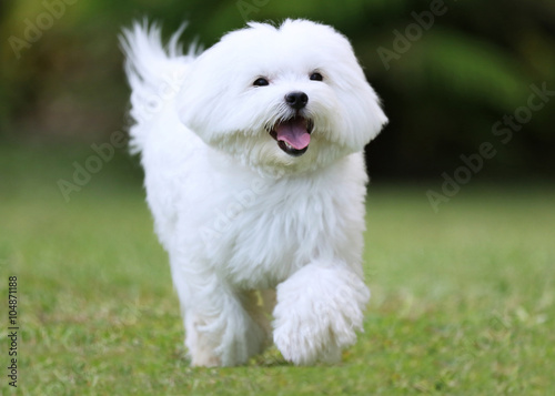 Fototapeta Naklejka Na Ścianę i Meble -  Running Dog / A white maltese dog running on green grass background