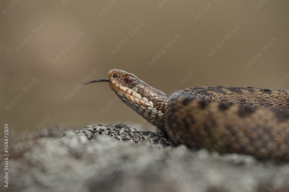 Fototapeta premium Common Adder