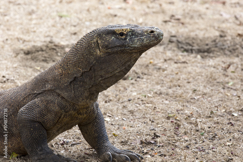 Komodo Dragon  the largest lizard in the world
