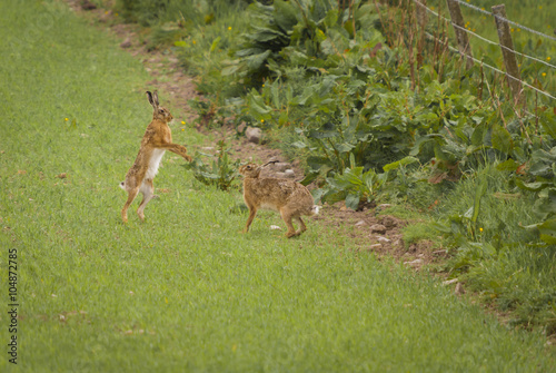 The European Brown Hare, Lepus europaeus, Boxing in a meadow on the Isle of Islay, Inner Hebrides, Scotland