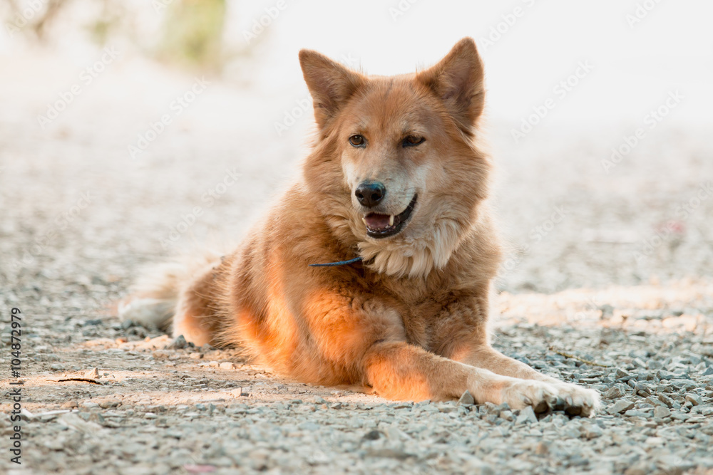 Brown dog lying on the ground. Brown dog lying on the ground.