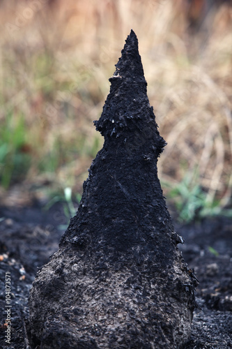 termite hill