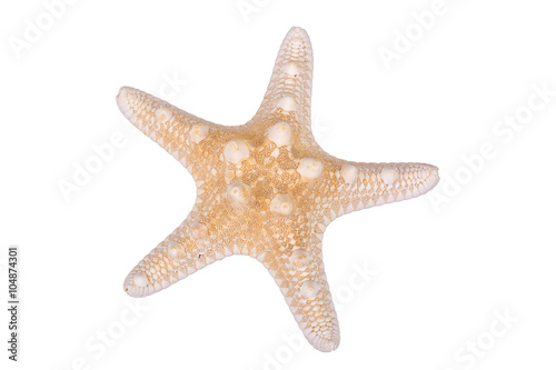 Light brown starfish on a white background