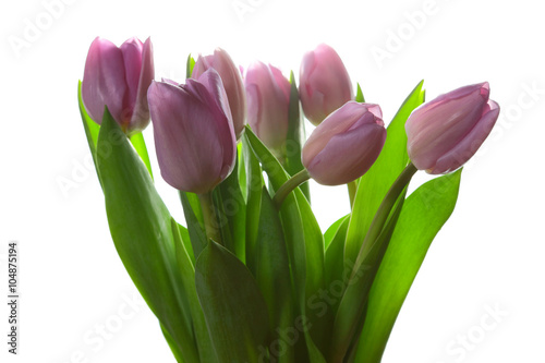 Bouquet of tulips on a white background