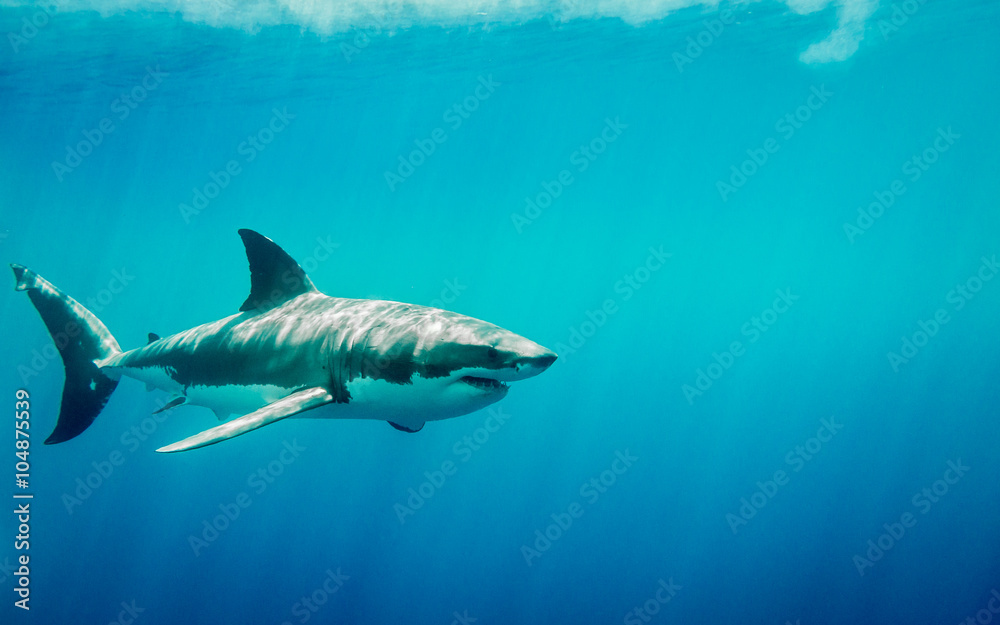 Obraz premium Żarłacz biały pływa w błękitnym Pacyfiku na wyspie Guadalupe w Meksyku pod promieniami słońca