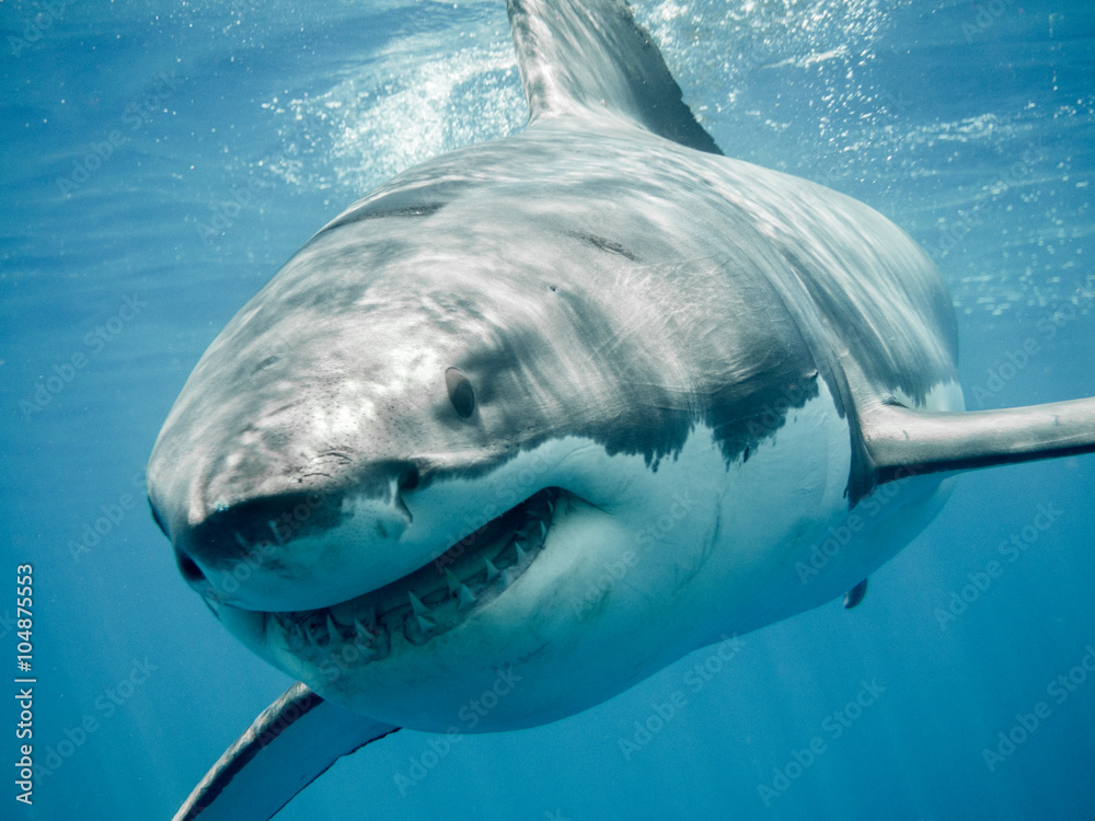 Obraz premium Żarłacz biały z bliska, uśmiechając się i pływając z przodu w błękitnym Pacyfiku na wyspie Guadalupe w Meksyku