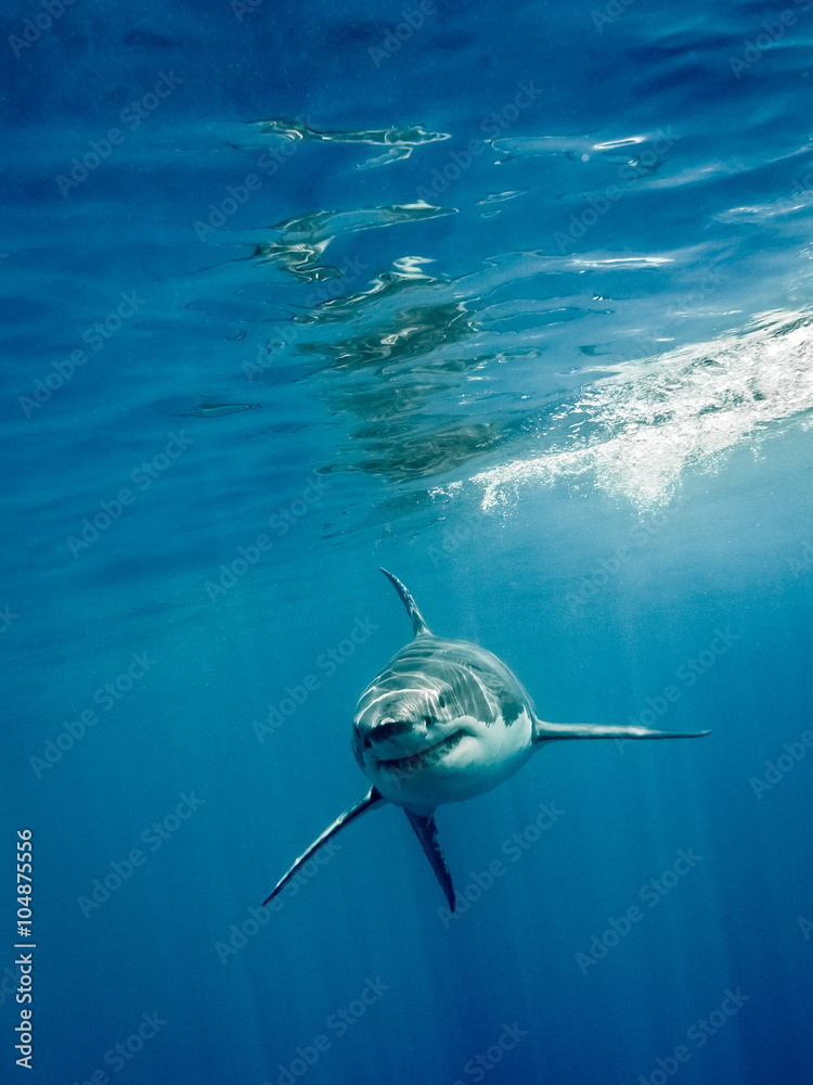 Fototapeta premium Wielki biały rekin pływający z przodu z czterema głównymi płetwami na niebieskim Oceanie Spokojnym na wyspie Guadalupe w Meksyku pod promieniami słońca
