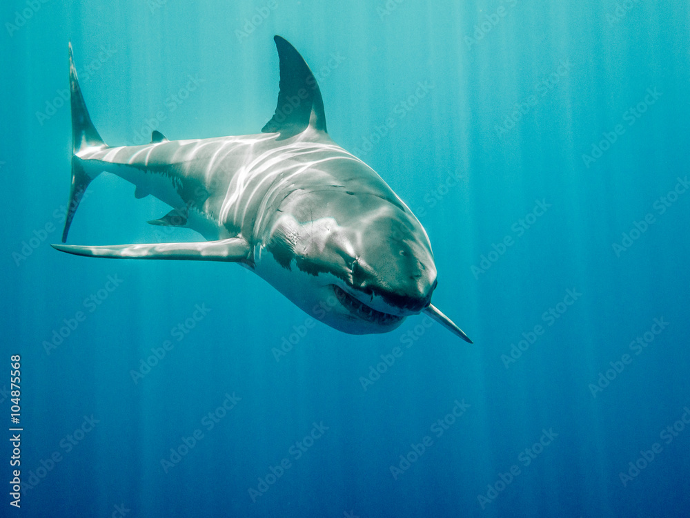 Fototapeta premium Great white shark who looks like Bruce from Finding Nemo movie in the blue Pacific Ocean at Guadalupe Island in Mexico under sun rays