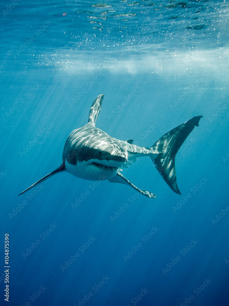 Naklejka premium Żarłacz biały z czterema palcami pływającymi w promieniach słońca na błękitnym Pacyfiku na wyspie Guadalupe w Meksyku