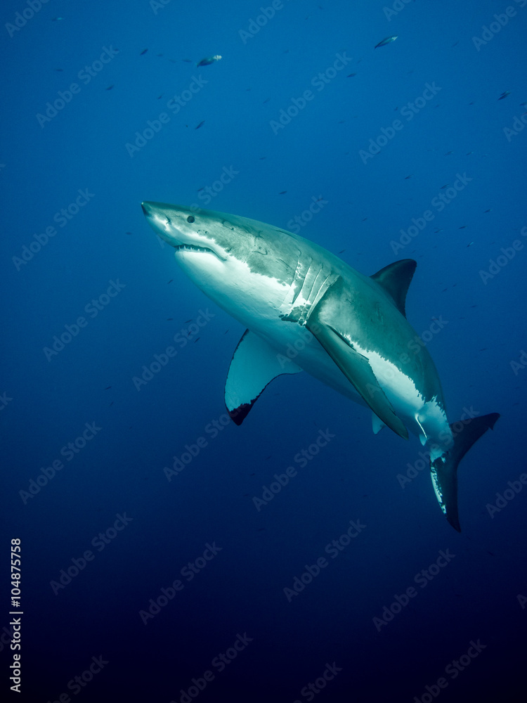 Huge great white shark in the blue Pacific Ocean  at Guadalupe Island in Mexico