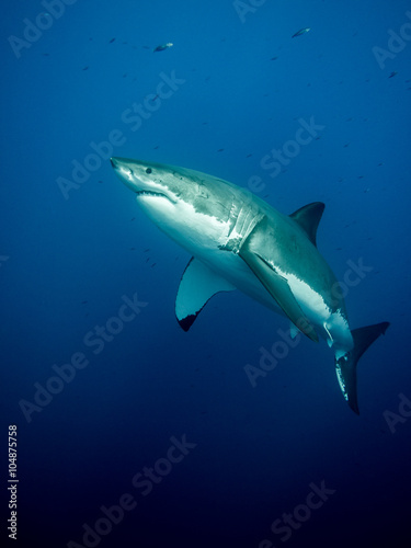 Huge great white shark in the blue Pacific Ocean  at Guadalupe Island in Mexico © ramoncarretero