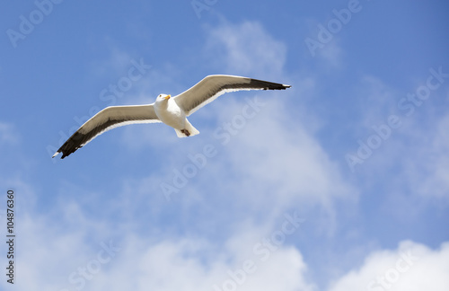 Flying Sea Gull With Spanned Wings