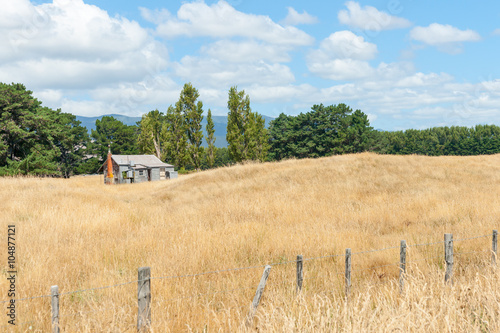 Little old deserted farm house in dry field of golden long grass.