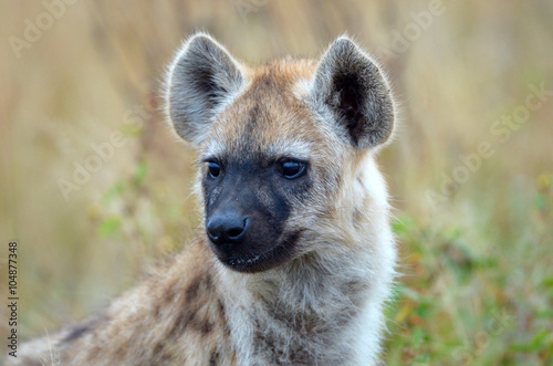 A Spotted Hyena Baby close up Head Shot, Kruger National Park, South Africa