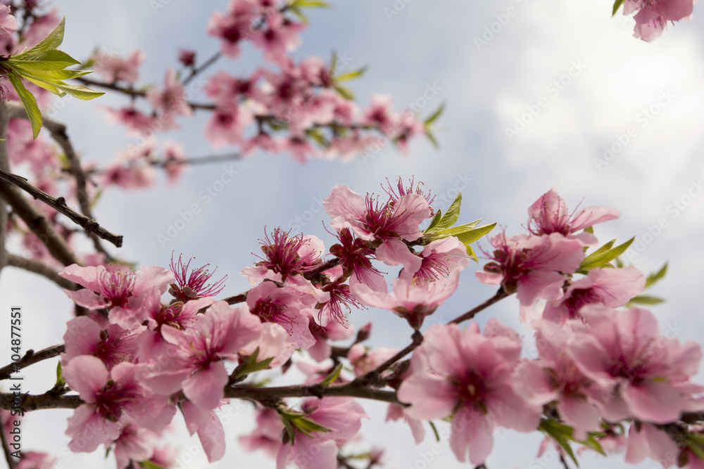 Almond Blossom