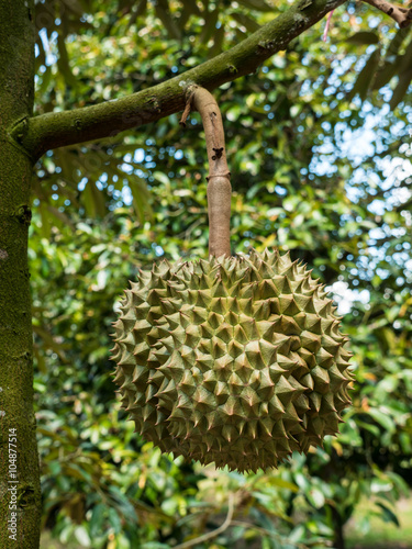 Fresh durian in the orchard.