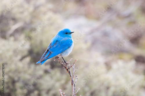 A Male Mountain Bluebird perching on a low tree, Yellowstone National Park, USA