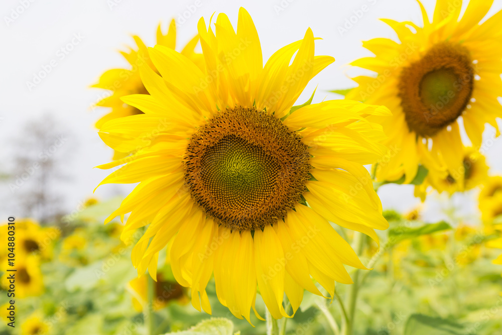 Obraz premium Blooming sunflowers field