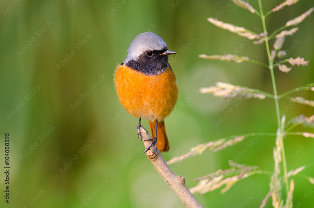 A Male Durian Redstart Posing on a branch, Hong Kong. China A Male Durian Redstart Posing on a branch, Hong Kong. China