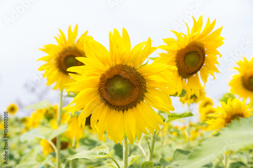 Fototapeta Naklejka Na Ścianę i Meble -  Blooming sunflowers field