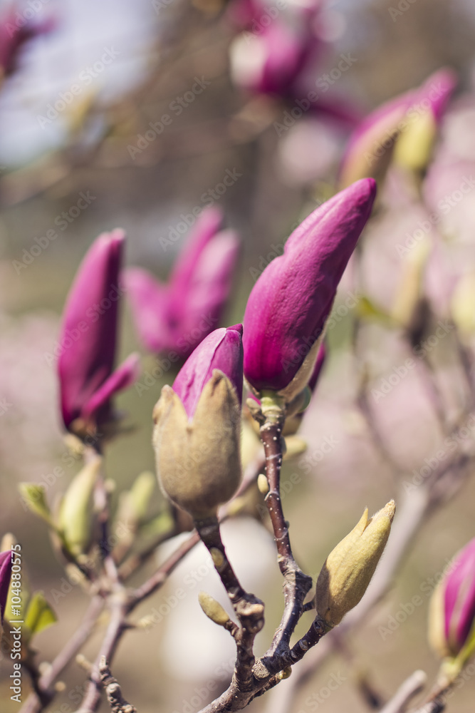 Fototapeta premium Blooming magnolia branch on a tree in the garden. Flowering magnolia tree densely covered with beautiful fresh pink flowers
