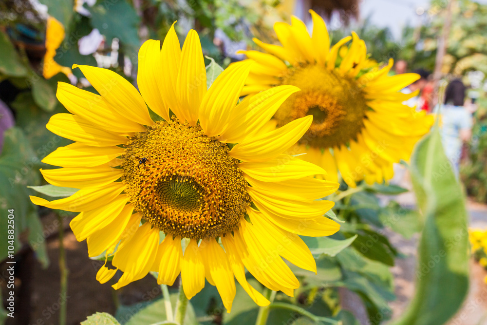 Close-up of sun flower Close-up of sun flower
