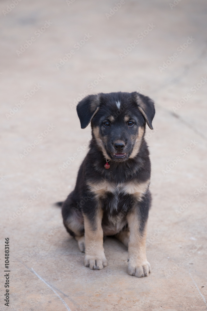 black puppy dog sitting on street black puppy dog sitting on street