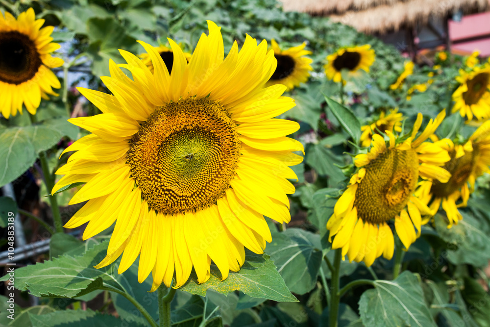 Fototapeta premium Close-up of sun flower