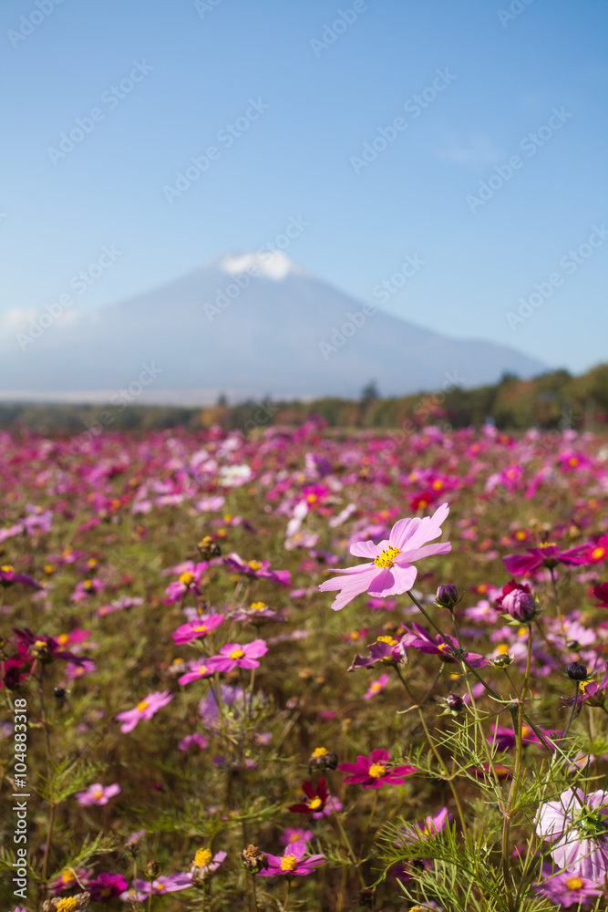 Obraz premium Field of cosmos flowers and Mountain Fuji in autumn season at Yamanakako Hanano Miyako Koen