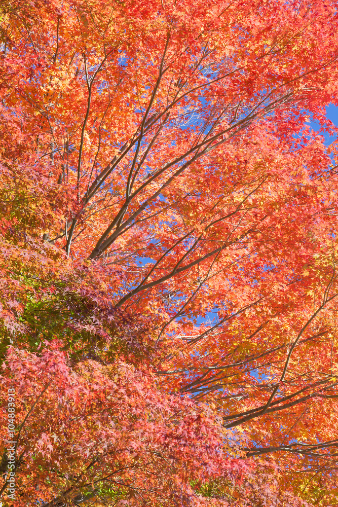 Beautiful red maple leaves and tree in autumn season
