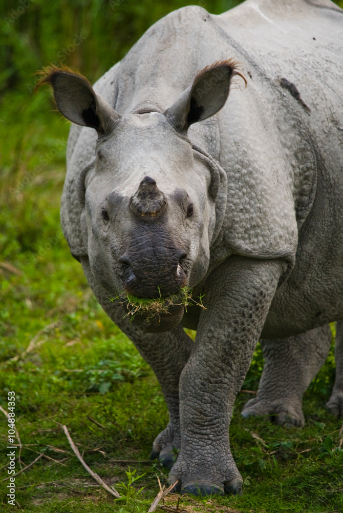Portrait of a Wild Great one-horned rhinoceros. India. Portrait of a Wild Great one-horned rhinoceros. India.